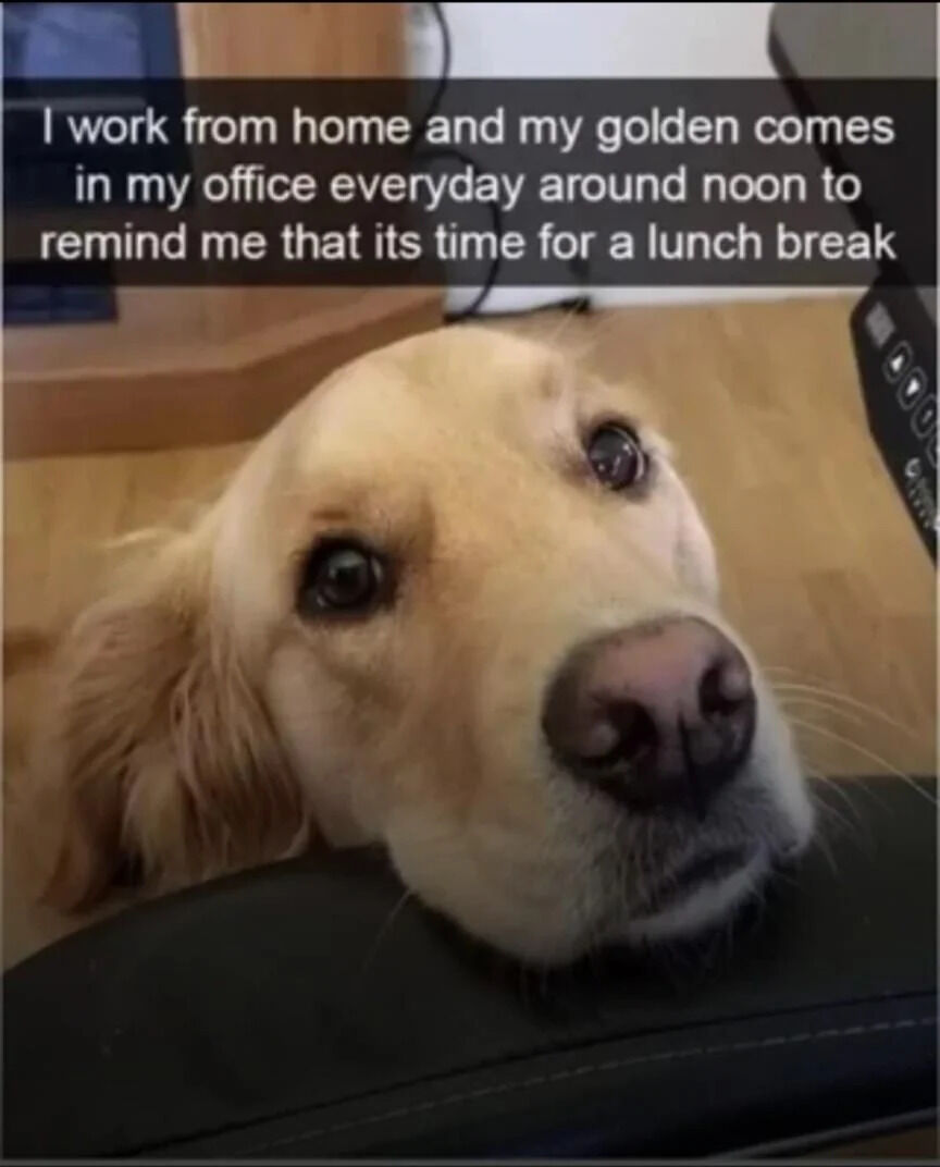 A close-up photograph of a golden retriever dog with light brown fur and large, expressive eyes looking up attentively. The dog's head is resting on a dark surface, possibly a desk, with a wooden floor and office equipment visible in the background. At the top of the image, a white text overlay reads: 'I work from home and my golden comes in my office everyday around noon to remind me that its time for a lunch break'. The dog's earnest expression and the accompanying text convey a heartwarming, wholesome moment of a pet interacting with its owner during a work-from-home routine.