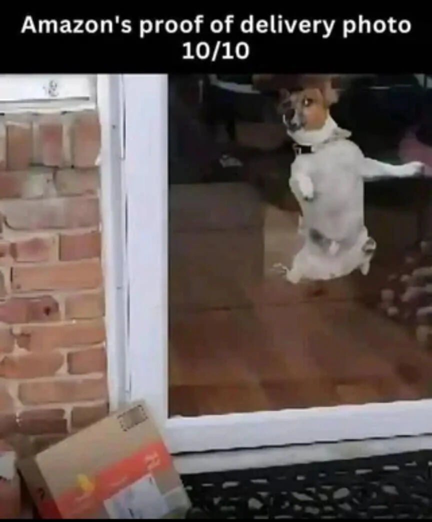 A humorous photograph capturing a small white and brown dog standing on its hind legs with front paws pressed against a glass door, appearing excited and attentive. Outside the door, near a brick wall, there are visible Amazon delivery boxes. A text overlay at the top reads 'Amazon's proof of delivery photo 10/10', playfully framing the dog as an enthusiastic 'witness' to the delivery. The dog's posture and eager expression suggest it reacted to the delivery person or package, creating a lighthearted moment.