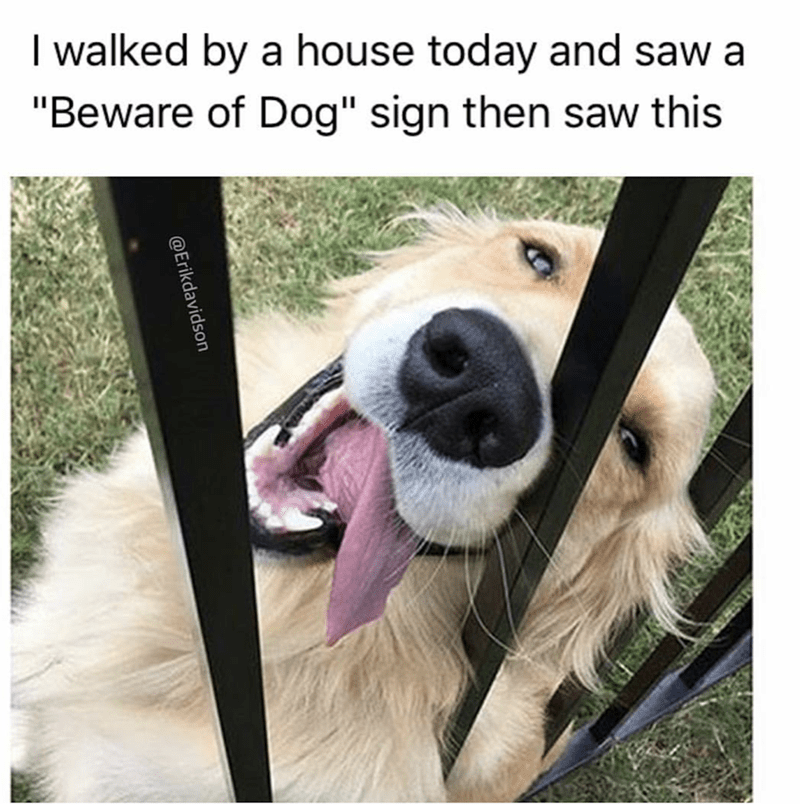 This meme subverts the intimidating expectation set by a 'Beware of Dog' sign. The top text reads: *I walked by a house today and saw a 'Beware of Dog' sign then saw this*, paired with a photo of a golden retriever with its head stuck between black fence bars, tongue lolling out in a goofy, happy expression. The humor comes from the stark contrast between the warning sign's implication of a fierce guard dog and the silly, harmless appearance of the actual dog, making it a wholesome, lighthearted joke about pet antics and subverted expectations.