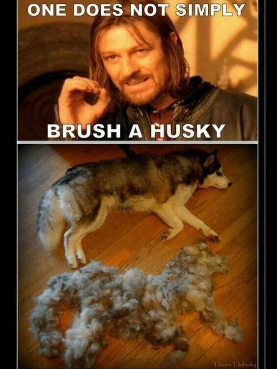 A two-panel meme. Top panel: Screenshot of Boromir from 'Lord of the Rings' with text 'ONE DOES NOT SIMPLY' above and 'BRUSH A HUSKY' below, mimicking the iconic 'One Does Not Simply Walk Into Mordor' meme format. Bottom panel: A real husky dog lying relaxed on a wooden floor, with a large pile of shed fur next to it shaped to resemble the husky, humorously illustrating the difficulty of brushing a husky due to excessive shedding.