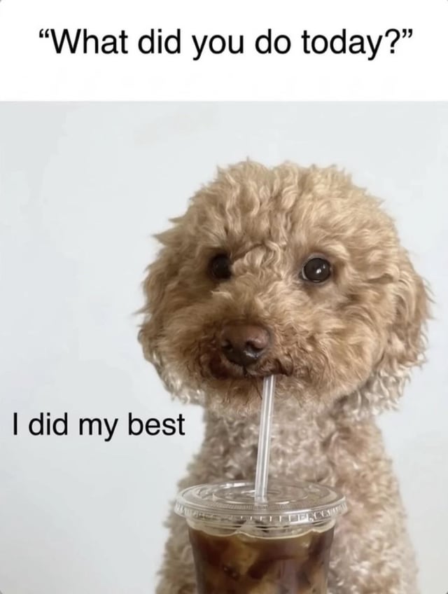 The meme is a single panel image featuring a fluffy light brown curly-haired dog (likely a poodle or poodle mix) positioned behind a takeaway cup of iced coffee, holding the cup's plastic straw in its mouth as if it is drinking the coffee. At the top of the image, the text reads "What did you do today?", simulating a question asked to the dog. Next to the dog's lower half, the response text reads "I did my best". The dog has a soft, slightly weary, pleading expression that matches the response, creating a relatable joke for people who have had low-productivity days but still tried their hardest despite fatigue or burnout.