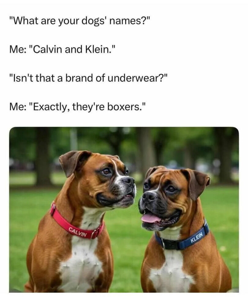 This meme features a humorous dialogue above a photograph of two brown Boxer dogs. The text dialogue reads: 'What are your dogs' names?' followed by 'Me: Calvin and Klein.' The questioner responds, 'Isn't that a brand of underwear?' and 'Me' replies, 'Exactly, they're boxers'—a pun playing on the dog breed 'Boxer' and the term for men's underwear. Below the dialogue, the image shows two Boxer dogs sitting on a grassy field with trees in the background; the left dog wears a red collar labeled 'CALVIN' and the right dog wears a blue collar labeled 'KLEIN,' reinforcing the joke.