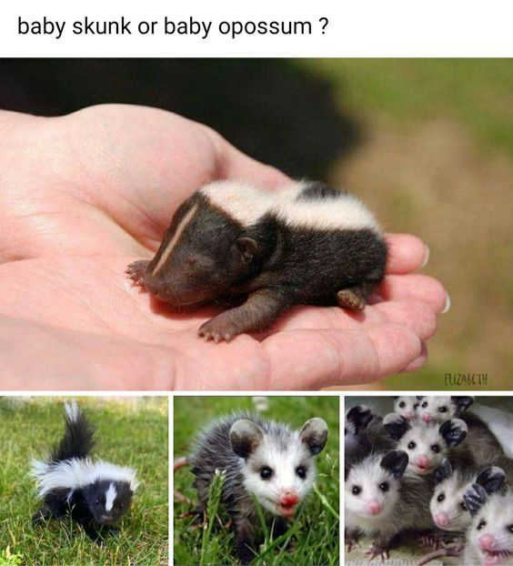 This is an educational collage meme that poses the question 'baby skunk or baby opossum?' at the top, alongside a photo of a tiny, sleeping black-and-white baby animal curled in a human palm. Below this main image are three reference photos: <ul><li>Left: A juvenile skunk with its signature thick white facial stripe and back markings, standing on grass</li><li>Middle: A single baby opossum with gray fur, a pointed pink snout, and large ears, in grass</li><li>Right: A litter of baby opossums clustered together, all with gray fur and pink noses</li></ul> The meme's purpose is to help viewers identify the top animal by comparing it to the reference images. The animal in the palm is a baby skunk, as its facial stripe and body pattern match the skunk reference, not the opossums which have distinct gray fur and pink facial features. The meme is wholesome and informative, targeting animal lovers or those seeking to learn to distinguish between similar-looking baby animals.