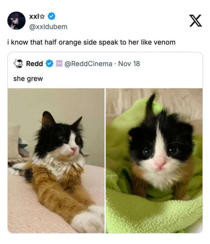 A screenshot of a Twitter/X post by verified user @ReddCinema (handle @ReddCinema) dated November 18. The post contains the text 'she grew' above two side-by-side images of a cat: the left image shows a small kitten with black, white, and orange fur wrapped in a green blanket, and the right image shows the same cat grown, with longer fur, lying relaxed on a bed. Below the post is a reply from verified user @xxldubem saying, 'i know that half orange side speak to her like venom,' referencing the cat's orange fur patch and humorously comparing its voice to Venom's distinct speech pattern.