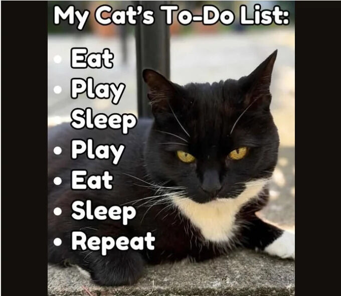 A wholesome meme featuring a black cat with a white chest and striking yellow eyes lying relaxed on a concrete surface. The cat has a neutral to slightly serious expression, with its body stretched out comfortably. Overlaid text on the left side of the image humorously presents 'My Cat's To-Do List' with repetitive items: 'Eat, Play, Sleep, Play, Eat, Sleep, Repeat,' capturing the simple, cyclical daily routine of a typical cat. The combination of the cat's calm demeanor and the relatable, lighthearted text creates a charming and amusing depiction of feline life.