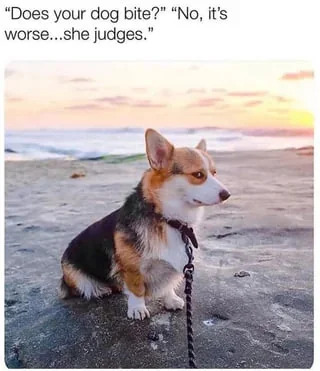 A photograph of a corgi sitting on a sandy beach during sunset, with ocean waves visible in the background. The corgi wears a collar attached to a leash and has a calm, slightly serious expression, looking to the side. Above the image, there is a humorous dialogue: 'Does your dog bite?' followed by 'No, it's worse...she judges.' The meme playfully suggests the corgi is judgmental rather than aggressive, creating a wholesome and funny tone.