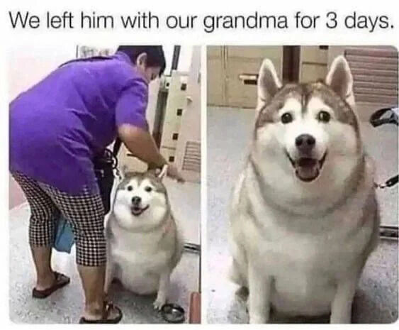 A two-panel meme depicting a humorous before-and-after scenario of a Husky dog. The left panel shows a person (presumed to be the grandma) wearing a purple shirt and checkered pants, affectionately petting a normal-sized Husky that appears calm and happy. The right panel features the same Husky, now noticeably chubbier, sitting with its mouth open in an excited, happy expression. The text at the top of the image reads, 'We left him with our grandma for 3 days,' playfully implying that the grandma overfed the dog during the stay, leaning into the common stereotype of grandparents spoiling pets or grandchildren with excessive treats.