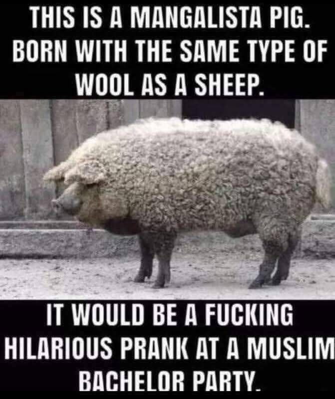 This meme consists of a central photograph of a Mangalista pig, a unique pig breed that naturally grows thick, curly wool identical in appearance to a sheep's fleece, standing on a concrete surface in front of a plain concrete wall. White text on black banners is placed above and below the photo: the top text introduces the Mangalista pig and notes it has the same type of wool as a sheep, while the bottom text makes an edgy provocative joke stating that bringing this pig to a Muslim bachelor party would be an extremely funny prank. The humor relies on the visual similarity between the Mangalista pig and a sheep, paired with the Islamic religious prohibition on pork, playing on the idea that party attendees would initially mistake the pig for a religiously acceptable sheep before learning it is a pig.