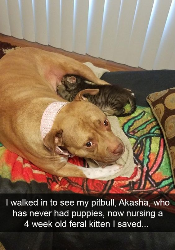 A heartwarming photograph featuring a brown pitbull named Akasha lying on a vibrant, multicolored blanket. Akasha, adorned with a pink lace collar, has a small tabby feral kitten nestled against her belly, actively nursing. The pitbull exhibits a calm and gentle demeanor with soft, attentive eyes, while the kitten appears content and relaxed. The background includes a window with white blinds and a wooden floor. Below the image, a caption explains that Akasha, who has never had puppies, is now caring for a 4-week-old feral kitten that the owner rescued.