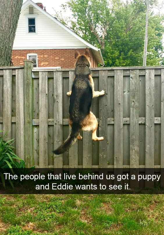 The image captures a German Shepherd dog named Eddie standing on its hind legs, front paws resting on a weathered wooden fence, craning its neck to peer over into the neighbor's backyard. The text overlay reads: 'The people that live behind us got a puppy and Eddie wants to see it.' The scene is set in a residential area, with a brick house and green trees visible in the background. This wholesome moment showcases Eddie's clear curiosity and excitement about the new puppy next door, creating a relatable and endearing scene for pet lovers.