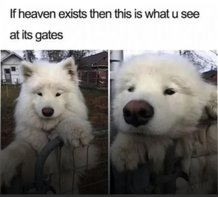 A two-panel meme featuring a fluffy white dog, likely a Samoyed, intended to humorously and wholesomely depict the sight at heaven's gates. The top text reads, 'If heaven exists then this is what u see at its gates.' The left panel shows the dog leaning its front paws on a fence in a yard with houses and trees in the background, appearing calm and friendly. The right panel is a close-up of the dog's face, emphasizing its soft, fluffy fur and gentle expression, reinforcing the warm and comforting idea that encountering such a dog would be the welcoming sight upon entering heaven.