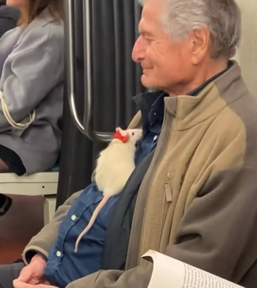 An elderly man with gray hair, wearing a tan jacket over a blue button-up shirt, sits on a bench in what appears to be a public indoor waiting area (possibly a transit station or medical facility). A small white rat with a red bow tied around its head is perched on his chest, looking up at him. The man smiles gently and holds a book in his lap. In the background, another person dressed in a gray coat sits on a nearby bench. The scene conveys a heartwarming and wholesome moment between the man and his pet rat.