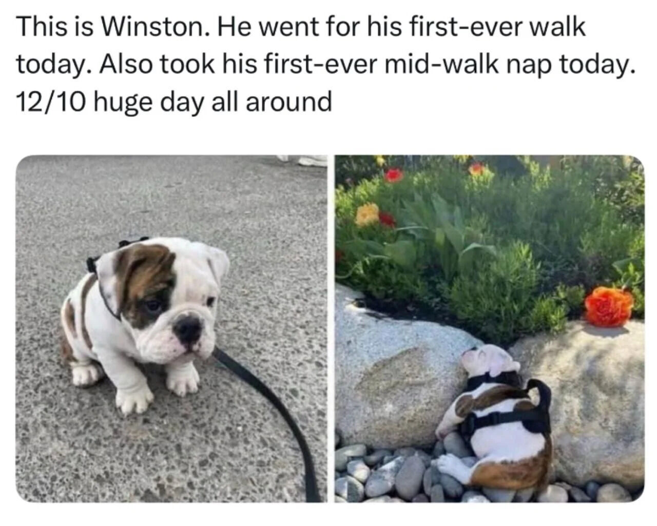 A two-panel wholesome meme featuring a small bulldog puppy named Winston. The left panel shows Winston sitting on a gray concrete pavement, wearing a black harness with a leash trailing behind him, looking calm and slightly curious with his head tilted. The right panel shows Winston lying down between large rocks in a garden bed, surrounded by green foliage and colorful flowers (red, yellow, and orange), appearing to take a nap with his head resting on the ground. Above the panels is a text caption introducing Winston, explaining it's his first-ever walk and first mid-walk nap, and rating the day '12/10' as a huge success.