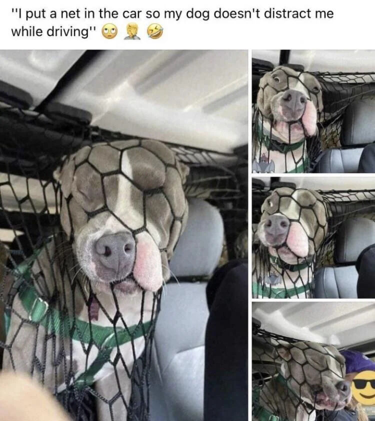 A collage meme featuring a dog in a car. The main left image shows a close-up of a gray and white pit bull-type dog with its head poking through a black net barrier installed between front and back seats. Three smaller right images display different angles of the dog: front view with nose and mouth squished by the net, side view showing the net around its neck, and another angle of its face pressed against the net. The top caption reads, 'I put a net in the car so my dog doesn't distract me while driving' with 😐 (neutral), 🤦♂️ (facepalm), and 😅 (grinning) emojis. The net, intended to keep the dog in the back, is humorously defeated as the dog's head protrudes, creating a cute, wholesome visual of the dog still being a gentle distraction.