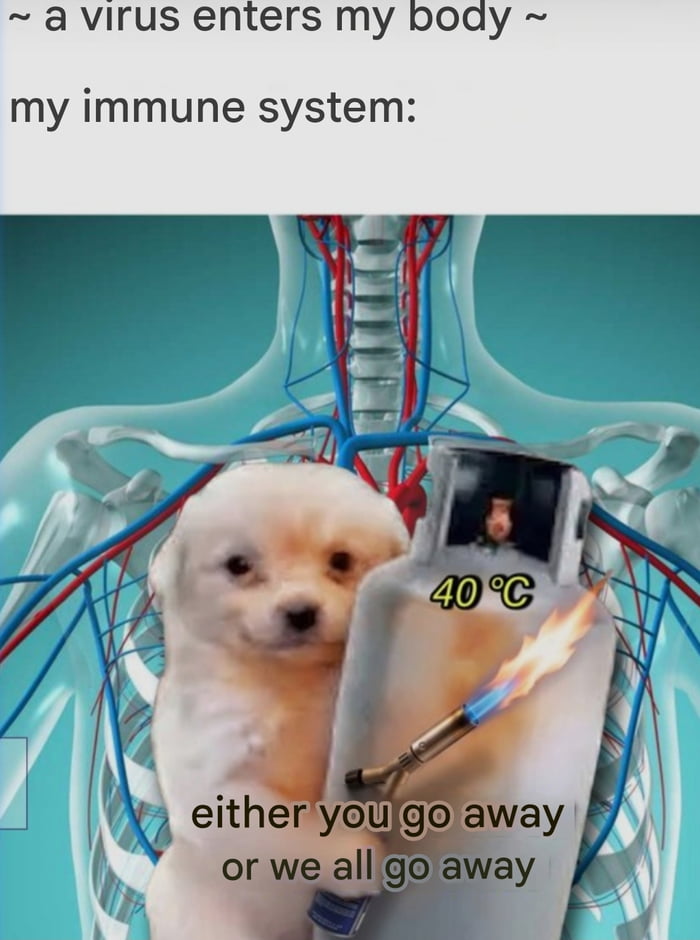 This meme jokes about the human immune system's overzealous response to invading viruses. The top text sets up the scenario: '~ a virus enters my body ~ my immune system:'. Below this text is a medical illustration of a transparent human upper torso showing the skeleton and circulatory system. Placed inside the torso is the popular small smiling light-colored dog meme, which is holding a large flamethrower-style heating device marked '40 °C'. The text below the dog reads 'either you go away or we all go away', referencing how the immune system often induces a high, potentially dangerous fever to kill off viruses, even if it risks harming the host body in the process.
