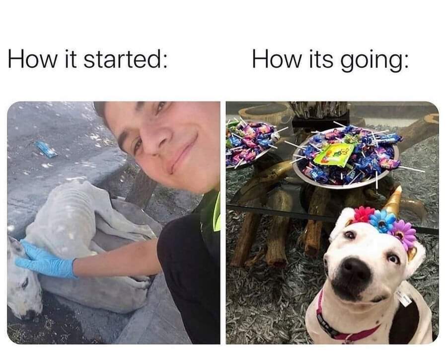 This is a two-panel before-and-after meme showcasing the incredible transformation of a rescued dog:

1. **Left Panel (How it started:)**: A severely malnourished, weak white dog lies on a concrete surface, appearing exhausted. A person wearing blue gloves gently pets the dog, smiling softly.
2. **Right Panel (How its going:)**: The same dog is now healthy, plump, and alert, wearing a colorful flower crown. It sits happily in front of a plate filled with lollipops, looking directly at the camera.

The meme highlights the wholesome, heartwarming journey of an animal going from neglect and poor health to being loved, cared for, and thriving in a happy home.
