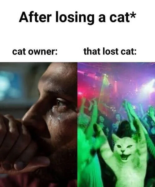 A split-screen meme contrasting the emotional states of a cat owner and their lost cat after separation. The top text reads 'After losing a cat*'. On the left side, a real person is shown crying with tears streaming down their face, hand covering their mouth, conveying sadness and distress. On the right side, an animated or AI-generated cat is depicted in a vibrant, colorful party scene with raised paws, surrounded by a crowd, appearing excited and joyful. The humor stems from the exaggerated contrast between the owner's grief and the cat's apparent carefree adventure.