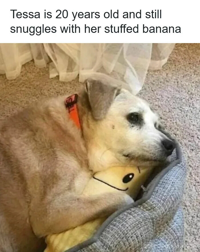 This is a heartwarming wholesome photo of an elderly 20-year-old dog named Tessa, who is resting comfortably in her gray dog bed while cuddling her favorite well-worn stuffed banana plush toy. Tessa has graying fur around her muzzle, showing her advanced age for a dog, and looks calm and content holding onto her childhood toy. Text overlaid at the top of the image shares the sweet context about Tessa and her attachment to her stuffed toy.