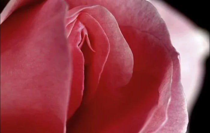 This is a macro close-up photograph of the folded inner petals of a soft pink rose, set against a dark black background. The curved shape, texture, and natural arrangement of the overlapping rose petals create a strong pareidolia effect, making the flower appear extremely visually similar to human female vulva/labia. The post is framed as part of an ongoing casual flower gallery series, playing on the suggestive double meaning of the misleading visual resemblance for comedic effect.