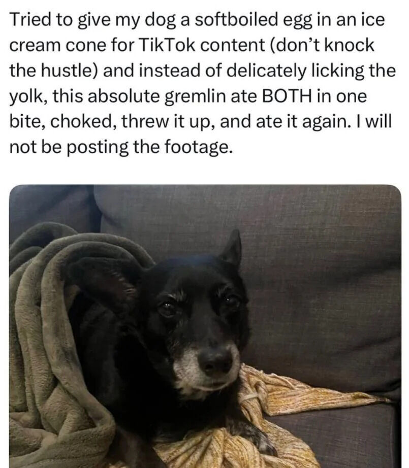 The meme has two sections: a block of text at the top, followed by a photo of a small black dog with gray fur around its muzzle. The text explains the owner tried to create TikTok content by giving their dog a softboiled egg served in an ice cream cone, expecting the dog would gently lick the yolk. Instead, the dog ate both the egg and cone in one bite, choked, threw the food up, then ate the vomited food again, so the owner chose not to post the footage. The dog is shown lying on a dark gray couch, partially tucked under a gray blanket, resting on a light brown knitted blanket, with a calm, blank expression.