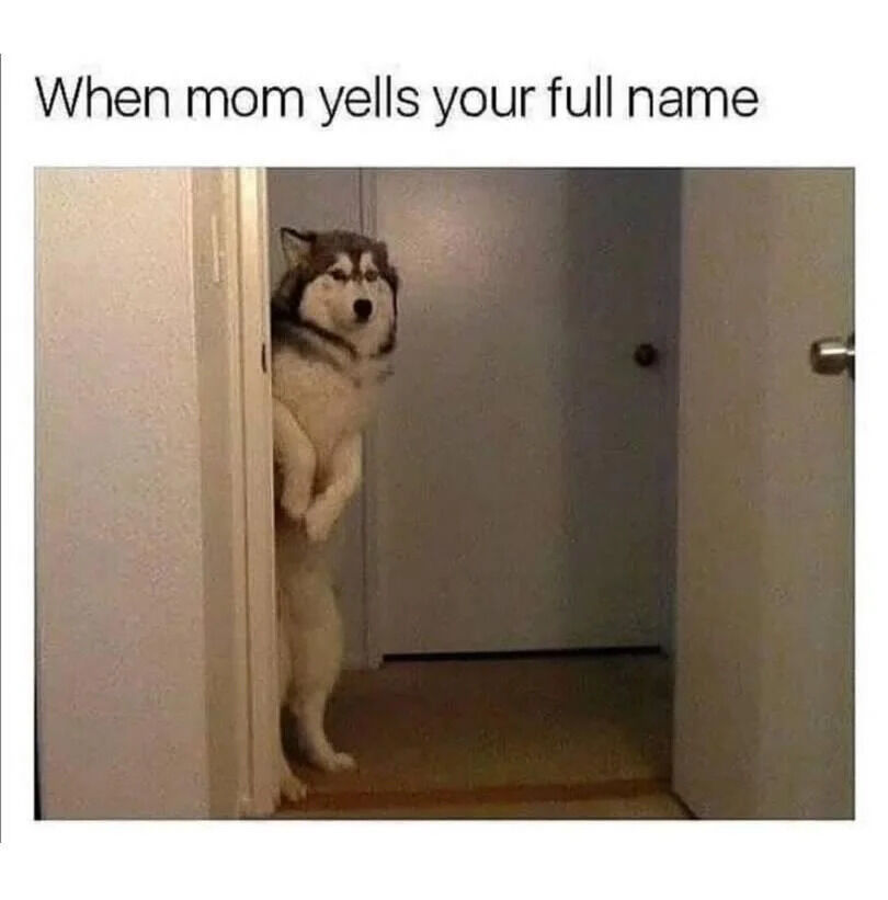 A meme featuring a real Husky dog standing on its hind legs, cautiously peeking out from behind a partially open door. The top text reads 'When mom yells your full name,' humorously anthropomorphizing the dog's hesitant posture to represent the universal feeling of nervousness or guilt when a parent uses one's full name, making the meme relatable and lighthearted.