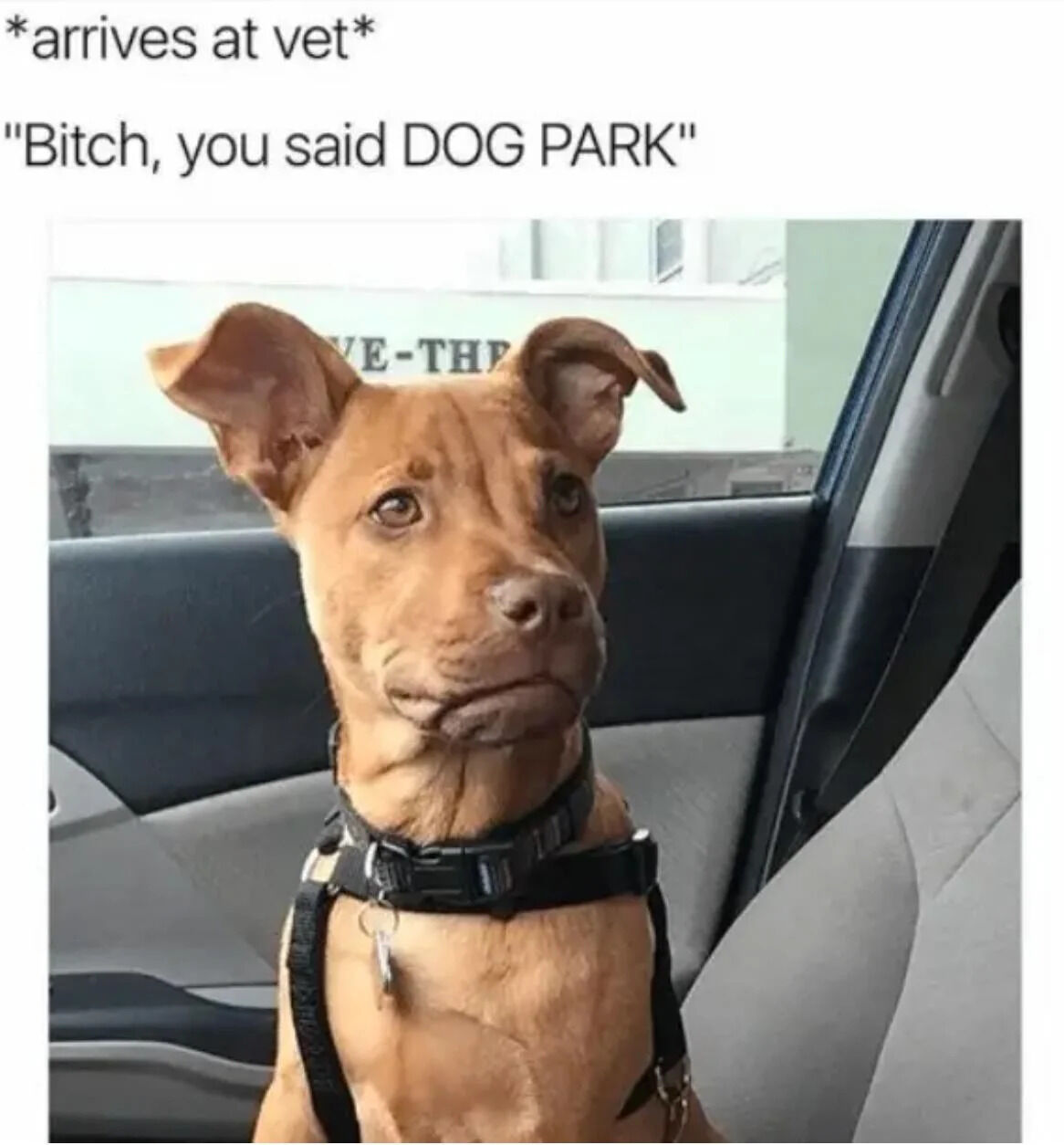 This meme features a real brown domestic dog sitting in a car passenger seat, wearing a black harness. The dog has a distinctly grumpy, betrayed expression with a downturned mouth and furrowed brow, perfectly matching the text captions that set up the joke. The top text establishes the scene: *arrives at vet*, while the bottom text is the dog's implied dialogue: "Bitch, you said DOG PARK". The humor comes from the relatable feeling of being misled, paired with the dog's human-like annoyed reaction, making it a wholesome and funny take on pet owner and pet relationships.