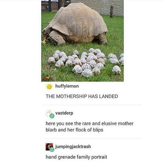 This meme features a large adult tortoise resting on grass, with a cluster of small, round, bumpy objects resembling tiny tortoise shells arranged in front of it. Below the photo are three humorous comments from a social media platform:
1. User 'huffylemon' jokes: "THE MOTHERSHIP HAS LANDED" — comparing the large tortoise to an alien mothership deploying smaller craft-like "babies".
2. User 'vastderp' parodies nature documentary narration: "here you see the rare and elusive mother blarb and her flock of blips" using silly, made-up names.
3. User 'jumpingjacktrash' quips: "hand grenade family portrait" — referencing the small objects' resemblance to hand grenades.
The humor comes from visual puns, absurd comparisons, and the playful trick of framing non-tortoise objects as the adult's offspring, creating a misleading, whimsical visual gag.