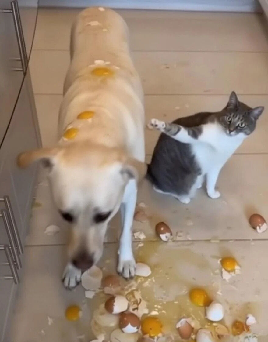 A humorous and wholesome image capturing a kitchen scene where a light-colored dog stands with several egg yolks splattered on its back, surrounded by broken eggshells and spilled eggs on the tiled floor. To the right, a gray and white cat sits with one paw raised, appearing to point accusingly at the dog, which looks down at the mess with a guilty expression. The contrast between the dog's apparent guilt and the cat's pointing gesture creates a playful narrative of the cat blaming the dog for the egg disaster.
