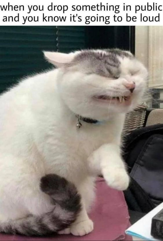 This reaction meme features a white and grey domestic cat with an exaggerated, strained cringing expression—eyes tightly shut, mouth pulled into a grimace with teeth bared, one front paw raised as if bracing for an unpleasant event. The top text overlay reads 'when you drop something in public and you know it's going to be loud'. The humor stems from the perfect alignment between the cat's distressed look and the universal human experience of anticipatory cringe and second-hand embarrassment in awkward public moments, where you dread the loud noise that will draw unwanted attention from those around you. The meme resonates because it captures that split second of anxious dread before the inevitable noise and social discomfort.