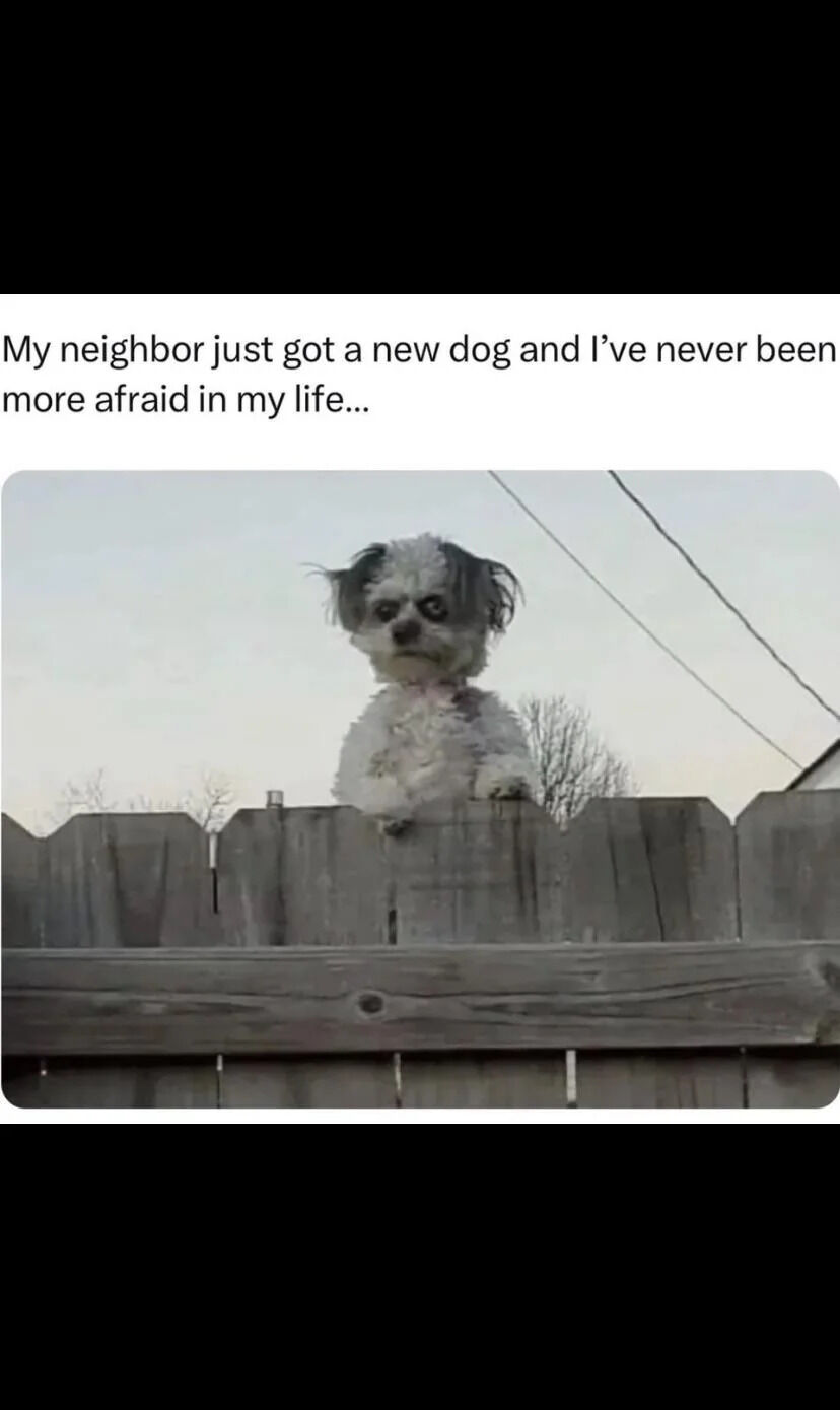 The meme consists of a text caption placed above a real photograph. The top text reads 'My neighbor just got a new dog and I’ve never been more afraid in my life...'. The photo shows a small, fluffy grey and white dog with dark fur markings around its eyes that give it an unintentionally angry, intimidating, and grumpy expression. The dog is peeking over the top edge of a wooden backyard fence, with its front paws resting on the fence, staring directly at the viewer. The humor derives from the juxtaposition of the text's exaggerated claim of fear and the surprisingly menacing appearance of what would otherwise be considered a cute small dog.
