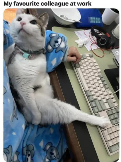 A photograph of a white and gray cat playfully positioned on an office desk, humorously framed as the 'favorite colleague.' The cat wears a collar with a tag and lies on a person's arm covered by a blue blanket adorned with teddy bear patterns. One of its hind legs stretches casually onto a white and gray mechanical keyboard. The desk features typical office items: a white bowl, blue bag, white mug, black headphones with red accents, and scattered papers. The text 'My favourite colleague at work' at the top reinforces the lighthearted joke of the cat being a beloved workplace companion.