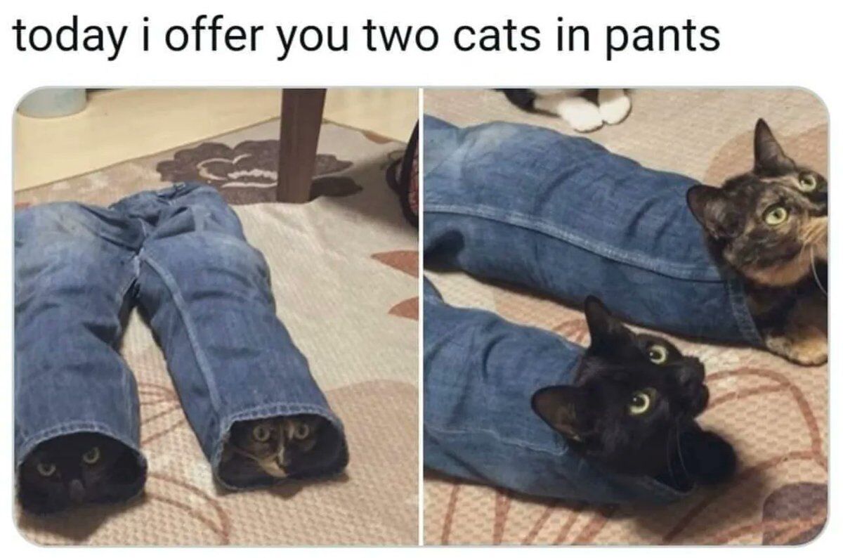 This is a two-panel collage wholesome meme. Text at the top reads 'today i offer you two cats in pants'. The left panel shows a pair of blue denim jeans laid flat on a patterned home carpet, with only the faces of two cats peeking out from each pant leg, mostly hidden inside the fabric. The right panel shows the same jeans pulled slightly further up, exposing the full heads and upper bodies of the two cats, both looking up at the camera with wide, curious eyes. The meme plays on the common trope of cats enjoying squeezing into small, enclosed spaces for fun.