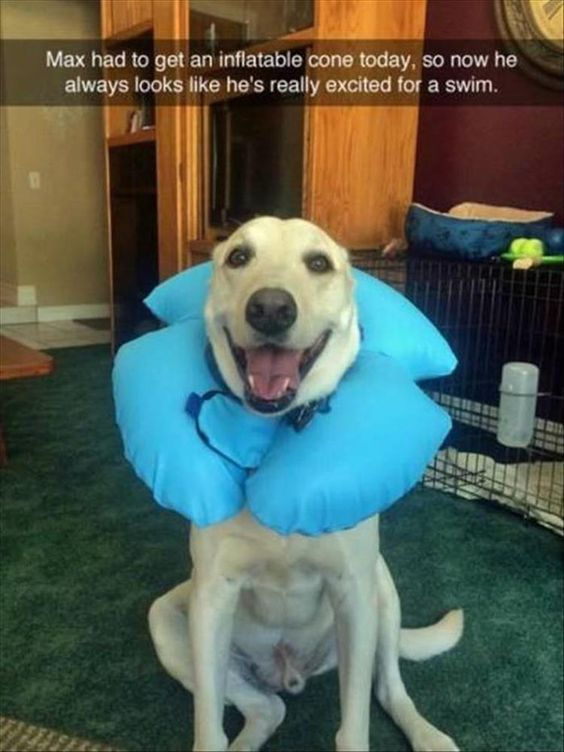 The image features a white dog named Max sitting upright on a green carpeted indoor floor, wearing a bright blue inflatable recovery cone (Elizabethan collar) around his neck. Max has an overjoyed, excited expression: his mouth is open, tongue lolls out, and his eyes are wide, giving him an eager appearance. A text overlay at the top reads: "Max had to get an inflatable cone today, so now he always looks like he's really excited for a swim." The core humor is a visual pun: the inflatable cone closely resembles a swimming neck float, framing Max's natural happy demeanor as excitement for swimming rather than wearing a medical device to prevent licking injuries. The background shows a domestic setting with wooden cabinets, a dog crate with a bed, and an attached water bottle, confirming a home environment.