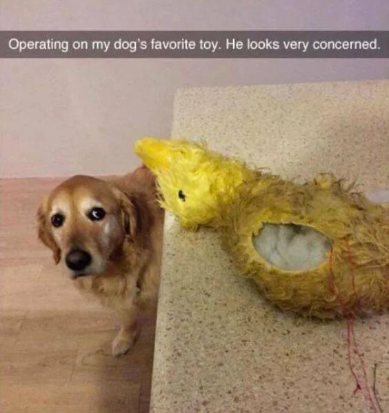 A heartwarming image featuring a golden retriever dog standing on a wooden floor next to a kitchen counter. On the counter lies the dog's yellow stuffed toy, which has a tear with white stuffing exposed and red thread, suggesting a mock 'surgery' being performed on it. The dog looks up at the camera with a noticeably concerned and worried expression. At the top of the image, there is overlaid text that reads: 'Operating on my dog's favorite toy. He looks very concerned.'