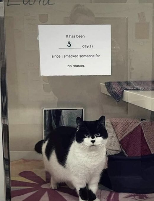The image features a black and white tuxedo cat standing inside a glass-enclosed cat enclosure, staring directly at the camera with a stern, unapologetic deadpan expression. Above the cat, a printed sign parodying common workplace safety record signs reads "It has been 3 day(s) since I smacked someone for no reason." The background of the enclosure includes cat shelves, blankets, and cat beds. The humor comes from applying the "days since last incident" tracking format typically used for workplace safety to the common, relatable stereotype of domestic cats attacking their owners or other animals without obvious provocation, framing the cat's aggressive behavior as a workplace-style safety hazard that is being tracked.