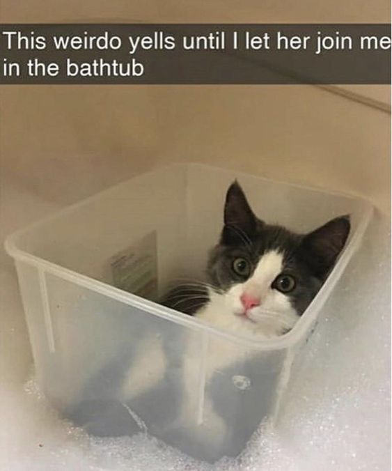 This wholesome meme features a grey and white domestic cat sitting inside a small transparent plastic container that's placed in a bubble-filled bathtub. The overlay text at the top reads: *This weirdo yells until I let her join me in the bathtub*, which humorously describes the cat's determined, endearing desire to be part of the owner's bath time. The cat has wide, curious eyes and looks directly at the camera, conveying an innocent, playful vibe. It's a relatable piece for pet owners who have experienced their pets insisting on participating in their daily routines, blending humor with warm, wholesome energy.