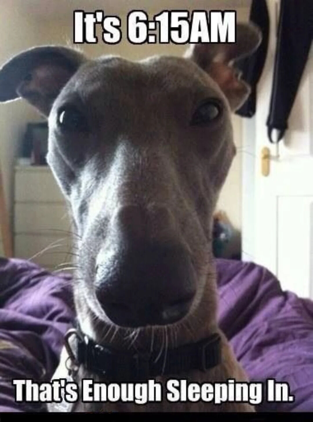 This is a close-up single-panel meme featuring a real greyhound-type dog with wide, alert eyes staring directly at the viewer from just above a purple bed comforter. Overlaid text at the top reads 'It's 6:15AM' and text at the bottom reads 'That's Enough Sleeping In.' The humor comes from personifying the dog as judging its owner for 'sleeping in' at an extremely early hour, a relatable experience for many pet owners whose animals regularly wake them up earlier than they would like to get up.