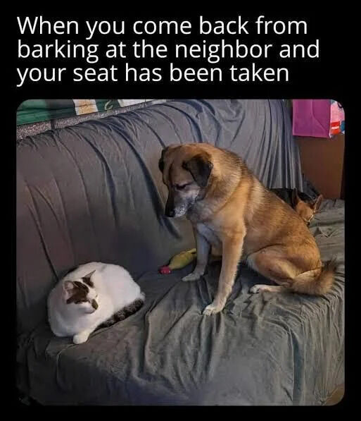A photograph featuring a brown dog and a white cat with black spots on a gray couch. The dog is sitting upright, looking down at the cat with a seemingly disappointed or resigned expression. The cat is lying comfortably on the couch, appearing calm and indifferent, as if having taken the dog's spot. The top of the image contains white text that reads, 'When you come back from barking at the neighbor and your seat has been taken,' which humorously frames the scene as the dog returning to find its seat occupied by the cat.