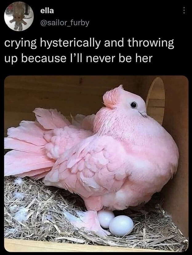 This image is a social media screenshot functioning as a relatable humor meme. The top section shows the X (formerly Twitter) user interface, with poster display name 'ella', handle '@sailor_furby', and their post text reading 'crying hysterically and throwing up because I'll never be her'. Below the text is a photograph of a fluffy, pastel pink Major Mitchell's cockatoo sitting calmly on a bed of hay inside a wooden nesting box, with two white eggs tucked under its body. The joke relies on the poster's exaggerated, dramatic expression of envy and inadequacy at the bird's ethereal, idealized beauty, framing the bird as the 'her' they are jealous of.