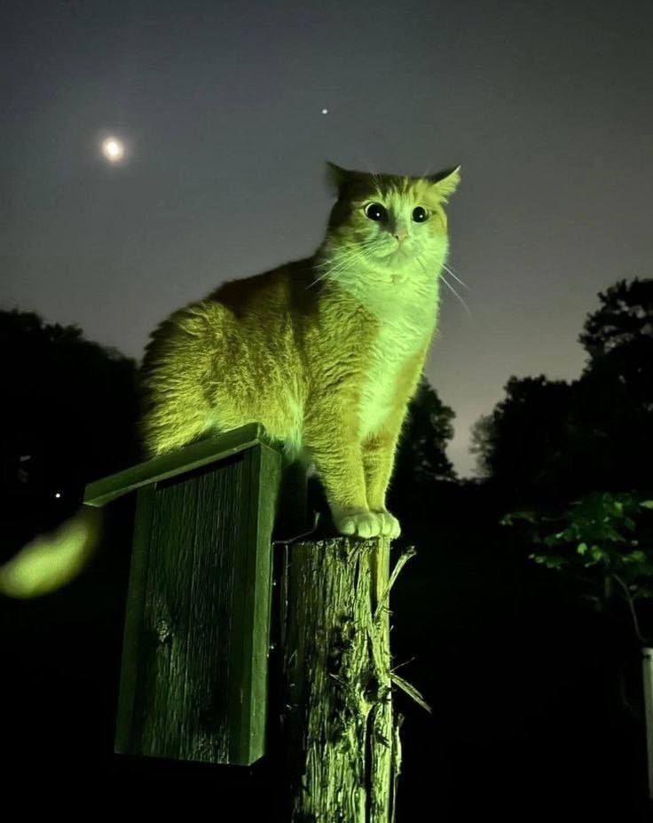 This is a nighttime candid photograph of a fluffy orange and white ginger cat sitting perched on the edge of a wooden birdhouse mounted to a rough weathered wooden post. The cat is lit by a green-toned light, giving its fur a bright greenish tint, and stares directly at the camera with extremely wide, alert dark eyes, appearing surprised or vigilant. The background features a dark dim night sky with a bright visible moon/planet and a smaller celestial dot, along with dark silhouettes of trees and foliage surrounding the scene. The green lighting lends the image a slightly eerie, supernatural, almost alien-like mood while the cat's cute wide expression keeps it lighthearted.