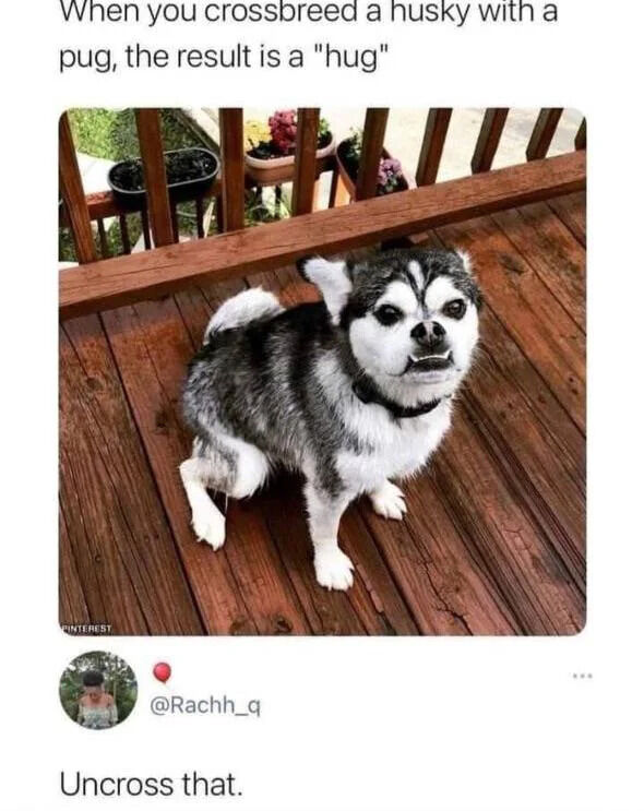 A wholesome meme featuring a pun-based joke about crossbreeding a husky and a pug. The top text reads, 'When you crossbreed a husky with a pug, the result is a "hug"', playing on the portmanteau of 'husky' and 'pug' to form 'hug'. Below the text is a photo of a real crossbreed dog with husky-like facial markings (black and white) and a pug-like compact body, standing on a wooden deck with potted plants in the background. Additional text at the bottom says 'Uncross that,' adding a playful, lighthearted request. The dog appears to have a neutral, curious expression, enhancing the meme's wholesome tone.