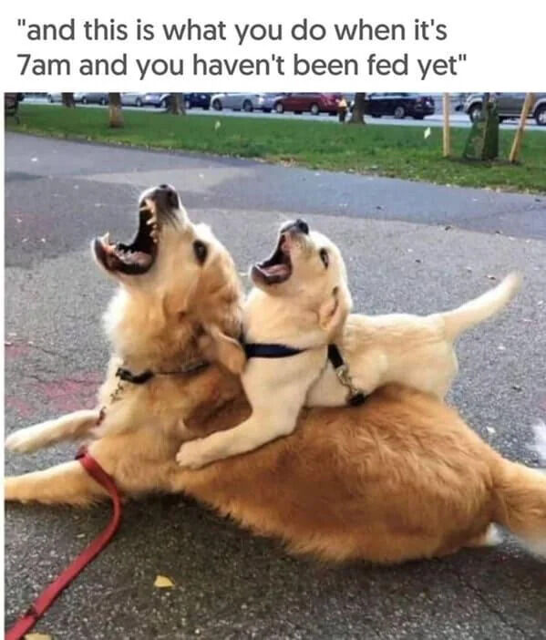 The image depicts two dogs: a larger golden retriever lying on a paved surface with its mouth wide open, appearing to yell, and a smaller puppy (likely a golden retriever or labrador) sitting on its back, also with its mouth open in a similar yelling posture. The larger dog has a red leash, while the puppy wears a black collar. The background shows a grassy area with trees and parked cars. At the top of the image, there is a caption reading: 'and this is what you do when it's 7am and you haven't been fed yet'. The humor stems from anthropomorphizing the dogs' dramatic, open-mouthed expressions as a relatable reaction to hunger, mimicking human 'hangry' behavior in the morning.