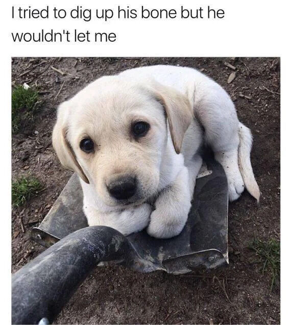 This is a wholesome animal meme consisting of a photograph paired with a top text caption. The photo shows a young, pale yellow Labrador retriever puppy with large dark eyes laying comfortably on top of the flat metal head of a digging shovel, which rests on bare dirt ground with small patches of grass. The puppy looks directly toward the viewer with a calm, innocent expression. The text above the photo reads 'I tried to dig up his bone but he wouldn't let me', forming the joke: the puppy is intentionally blocking the shovel to prevent the person holding it from digging up his buried bone, using his own body as an adorable, unmoveable obstacle.