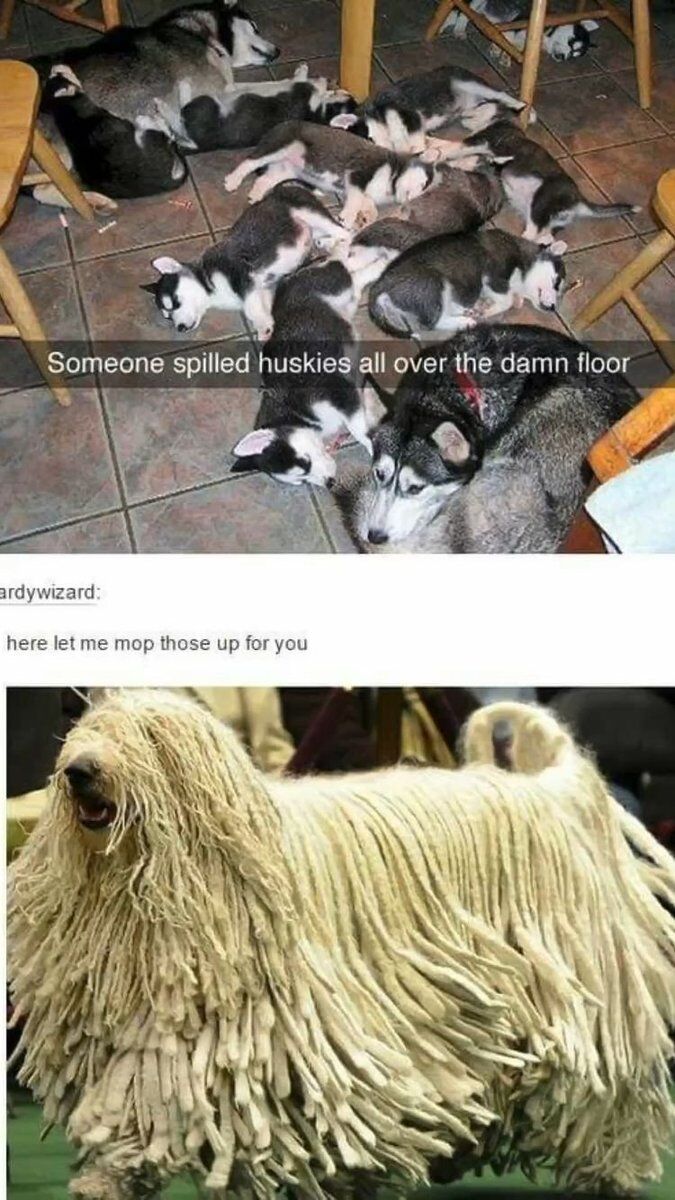 This is a two-part collage meme. The top section shows a group of Siberian husky puppies and adult huskies lying scattered and asleep on a tiled floor, with overlaid text reading 'Someone spilled huskies all over the damn floor'. A user comment from 'ardywizard' underneath this photo says 'here let me mop those up for you'. The bottom section shows a Komondor dog, a breed with long, thick, corded fur that strongly resembles a string mop, presented as the tool to 'mop up' the scattered huskies. The joke relies on visual wordplay, framing the scattered huskies as a liquid spill to be mopped, and leaning into the Komondor's mop-like appearance for humor.