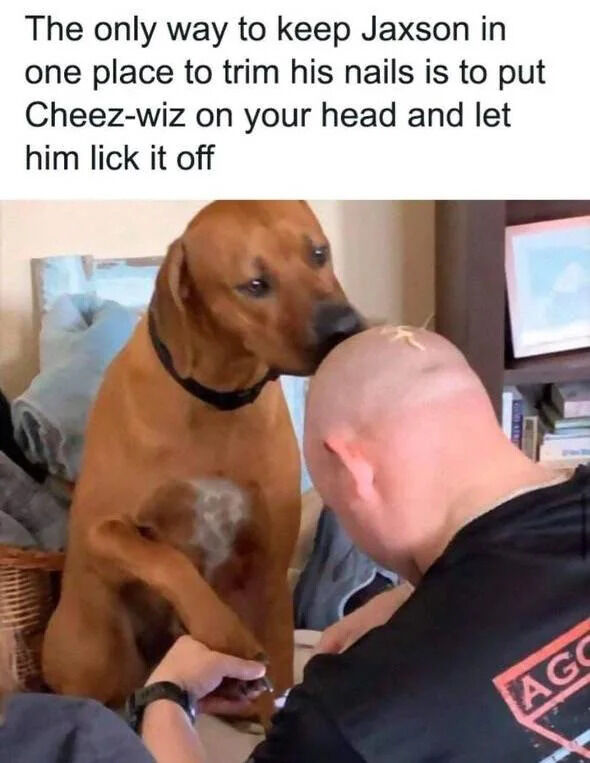 The image depicts a heartwarming and humorous scene where a brown dog named Jaxson is being kept still for a nail trim by licking Cheez-Wiz off a bald person's head. The dog stands on its hind legs with front paws on the person's shoulders, focused on licking the Cheez-Wiz. The person, wearing a black shirt with a red logo, is seated and appears to be holding nail clippers, presumably trimming Jaxson's nails. The background includes a couch with a blue blanket, a framed picture, and a bookshelf with books, creating a cozy home setting. Above the image, a text caption explains: 'The only way to keep Jaxson in one place to trim his nails is to put Cheez-wiz on your head and let him lick it off.'