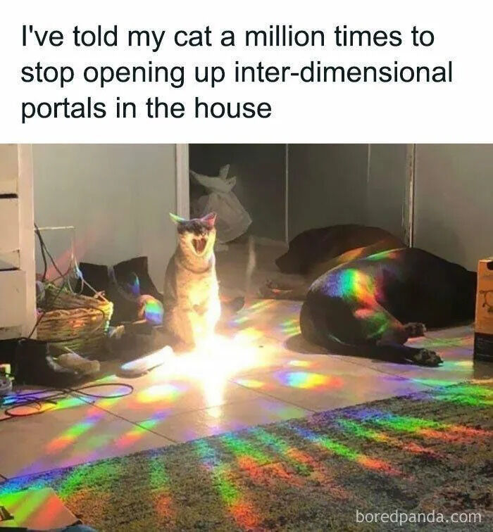 This meme features a real photograph taken inside a home: a cat sits upright facing the camera with its mouth open, positioned directly behind a bright, rainbow-hued light refraction on the tiled floor that looks like a glowing portal. Two dogs lie resting on the floor nearby, also covered in rainbow light streaks. The text at the top of the meme delivers an absurd joke, framing the mundane light refraction effect as a magical inter-dimensional portal that the cat has been repeatedly told not to create inside the house, pairing the cat's dramatic expression with the silly fantasy premise for comedic effect.