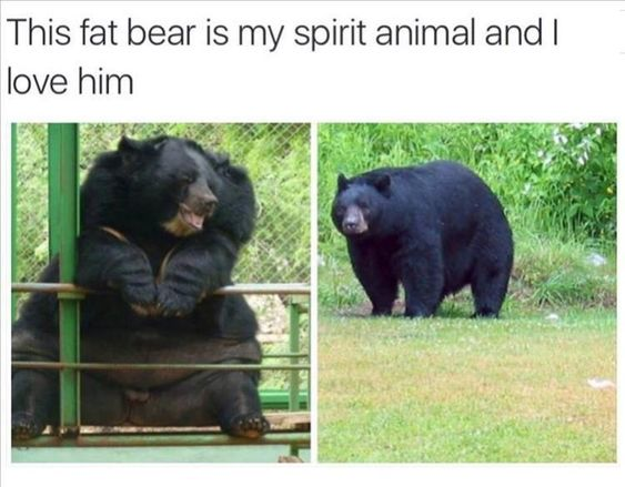 This meme is a two-panel collage featuring a large, plump black bear. The left panel shows the bear sitting comfortably, leaning its upper body on a green metal fence with its mouth slightly open, appearing relaxed and content. The right panel depicts the same (or a nearly identical) large black bear standing on a grassy area, looking calmly towards the viewer. At the top of the collage, bold text reads: *This fat bear is my spirit animal and I love him*. The meme leans into relatable, wholesome humor by framing the bear as a 'spirit animal'—a figure the poster identifies with, representing a desired state of comfort, relaxation, and unapologetic self-acceptance. It resonates with viewers who connect with the idea of embracing a laid-back, carefree lifestyle.