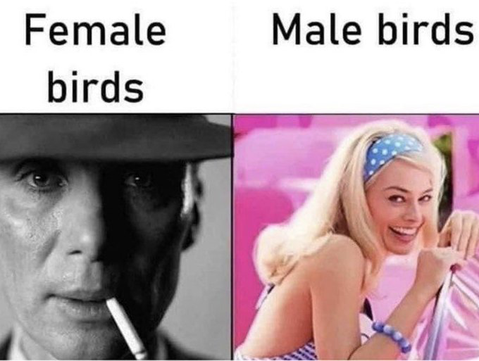 This is a two-panel comparison meme playing on the common biological trait seen in many bird species, where male birds typically have bright, vivid, eye-catching plumage while female birds have more muted, camouflaged, dull coloration. The left panel is labeled 'Female birds' and uses a grayscale, serious still of Cillian Murphy portraying J. Robert Oppenheimer from the 2023 film *Oppenheimer*, smoking a cigarette with half his face cast in shadow. The right panel is labeled 'Male birds' and uses a bright, colorful still of Margot Robbie portraying Barbie from the 2023 *Barbie* film, grinning playfully against a vivid pink background while holding a parasol. The joke draws a parallel between the plumage color difference in birds and the iconic stark aesthetic contrast between the dark, serious Oppenheimer film and the bright, bubbly Barbie film, part of the widespread 2023 Barbenheimer internet trend.