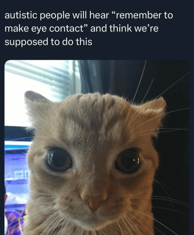 A meme consisting of a top text overlay that reads 'autistic people will hear "remember to make eye contact" and think we're supposed to do this' above a close-up photograph of a light-colored cat. The cat has extremely wide, round eyes and an unwavering, intense stare directly at the camera, humorously exaggerating the literal interpretation of the social instruction to 'make eye contact' often experienced by autistic individuals.