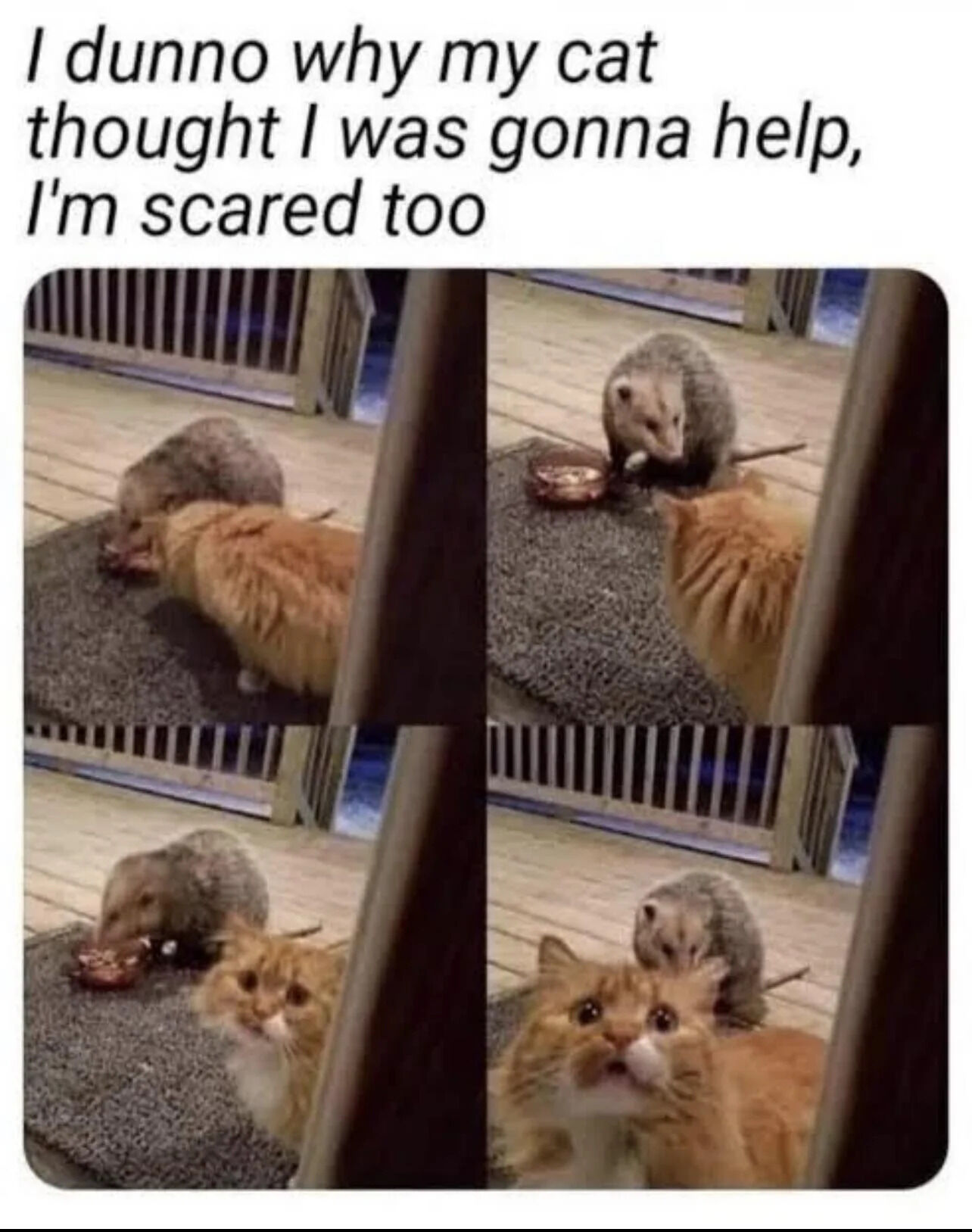 A two-panel wholesome meme featuring an orange cat and a badger. The top text reads, 'I dunno why my cat thought I was gonna help, I'm scared too.' The left panel shows the orange cat cautiously approaching a badger that is eating on a gray mat placed on a wooden deck. The right panel shows the badger continuing to eat from a bowl while the orange cat looks up, seemingly at the camera/owner, with a wide-eyed expression. The humor stems from the relatable scenario of both the pet and owner being scared of an unexpected wildlife encounter, creating a lighthearted and endearing moment.